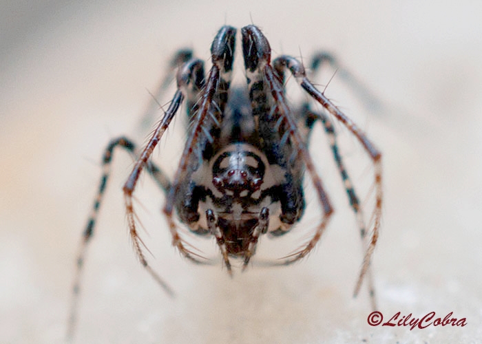 Araneae LilyCobra.jpg