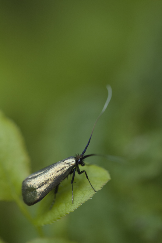 Adela reaumurella_00004_15-04-2017.jpg