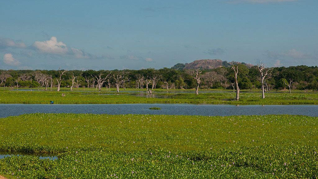 88-Yala.jpg