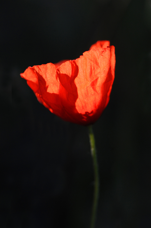 Coste Coa Vacqueyras 27  (Vaucluse) 08-04-2017 coquelicot PAPAVERACEAE light.jpg