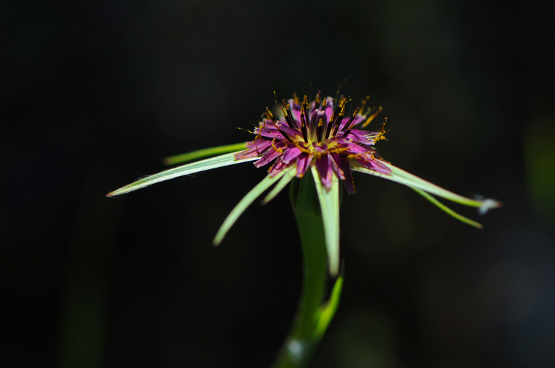 Coste Coa Vacqueyras 79 (Vaucluse) 08-04-2017 salsifis tragopogon light.jpg