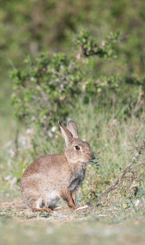 Lapins_paques-7.jpg