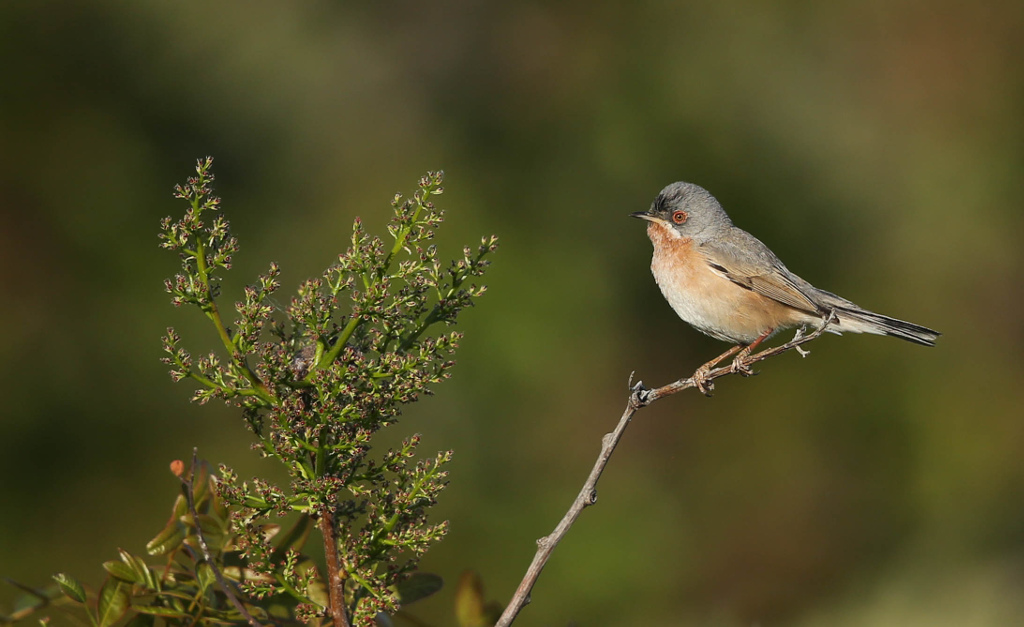 Fauvette passerinette 2017-04 Eyguières -2IN.jpg