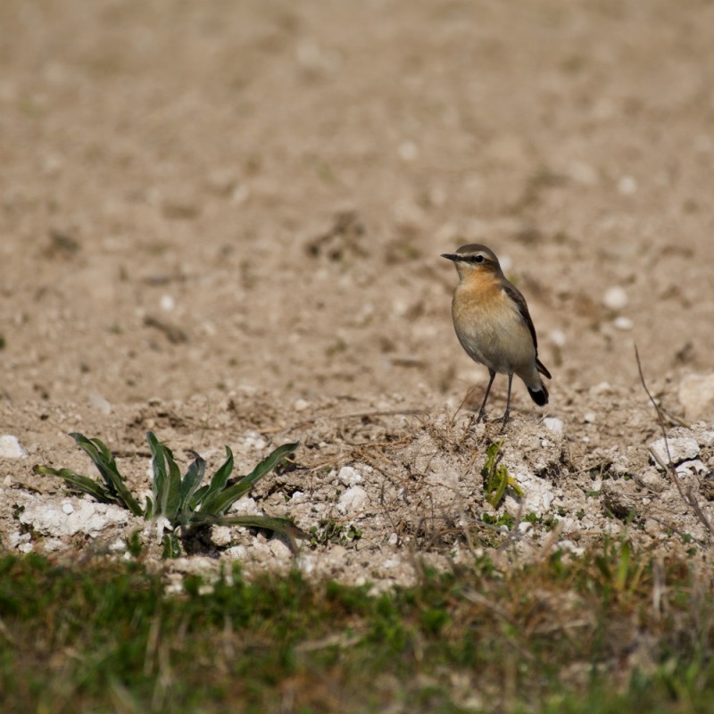 traquet motteux 1000.jpg