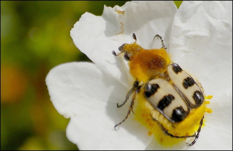 Trichius fasciatus.jpg