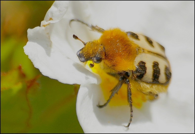 Trichius fasciatus 2.jpg