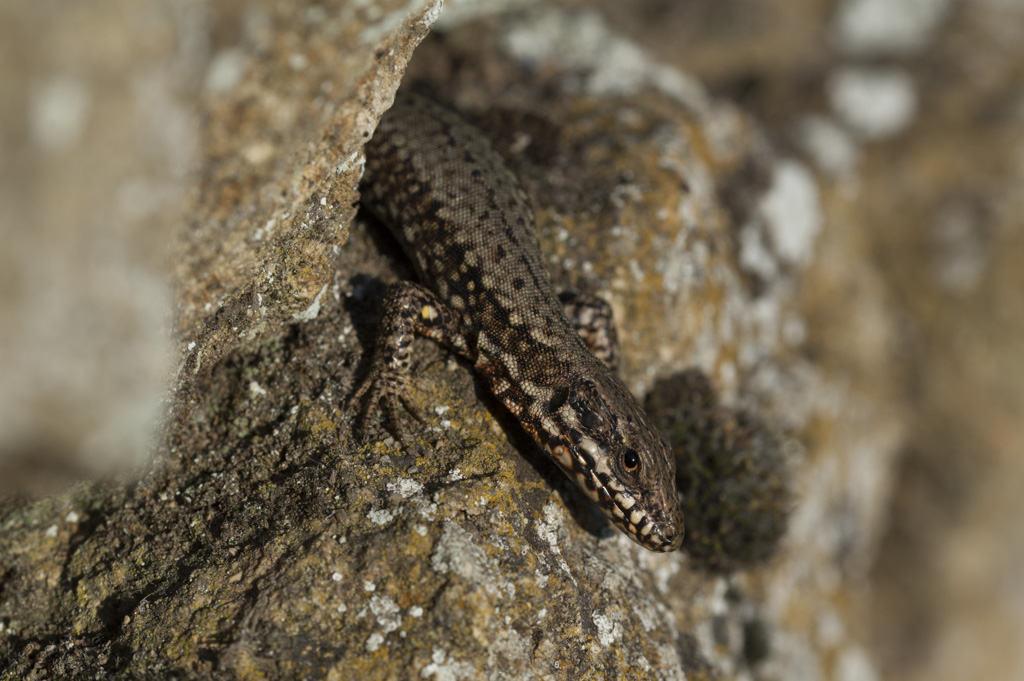 Podarcis muralis_00001_05-04-2017.jpg