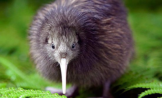 kiwi-oiseau.jpg