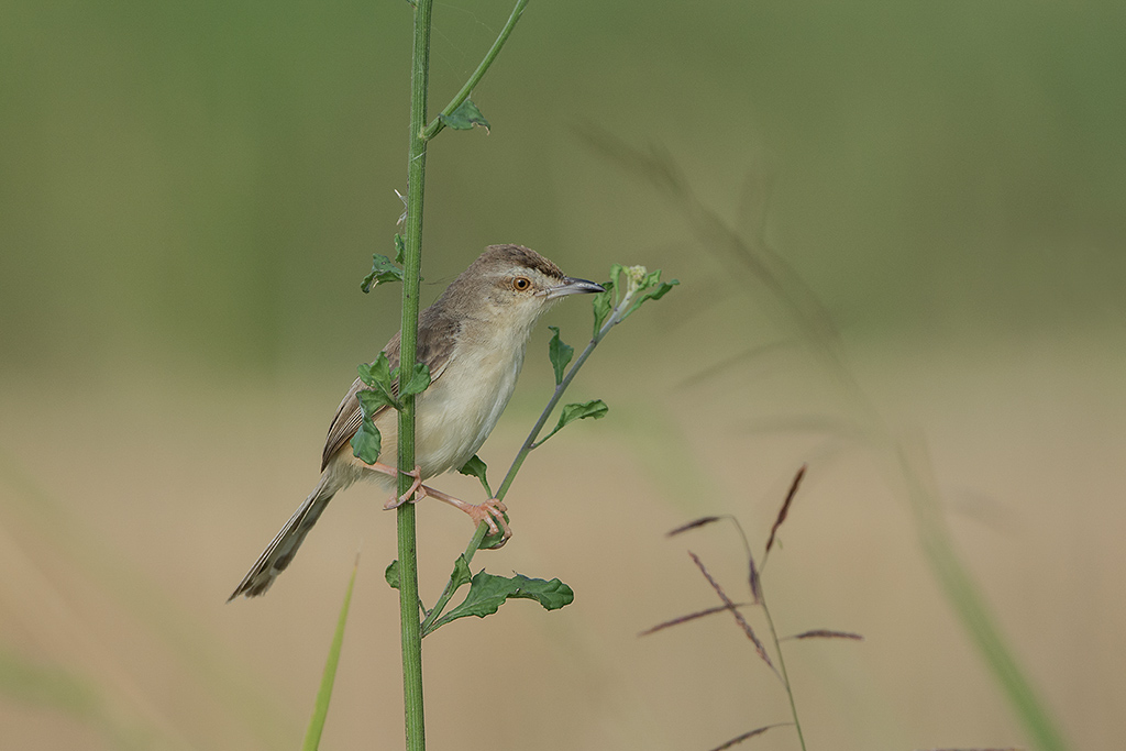 110-Prinia simple.jpg