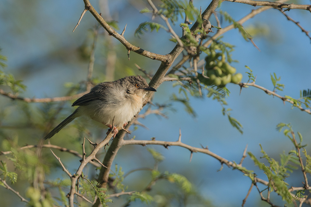 111-Prinia forestière.jpg