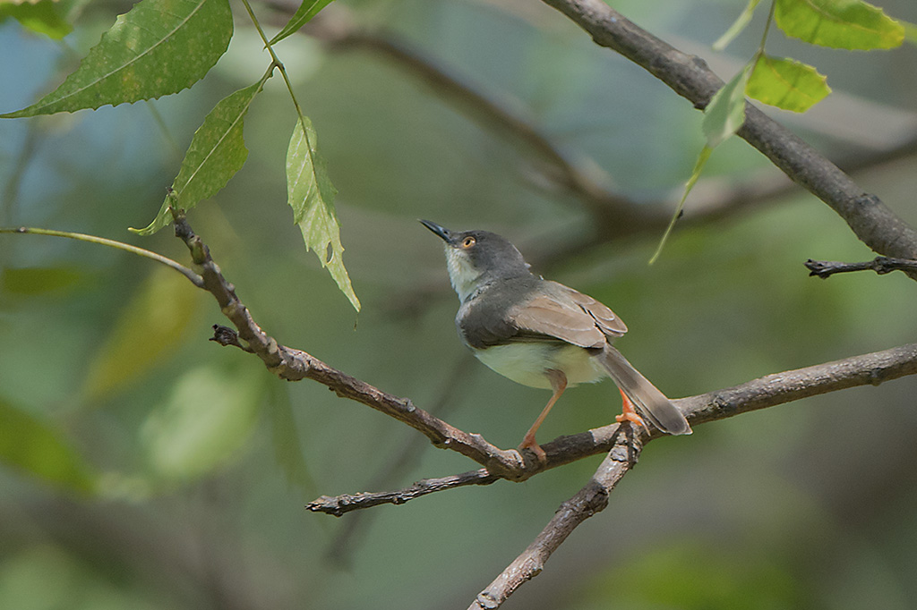 112-Prinia de Hodgson.jpg