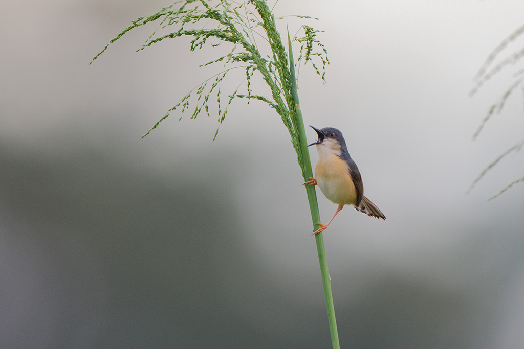 113-Prinia cendrée.jpg