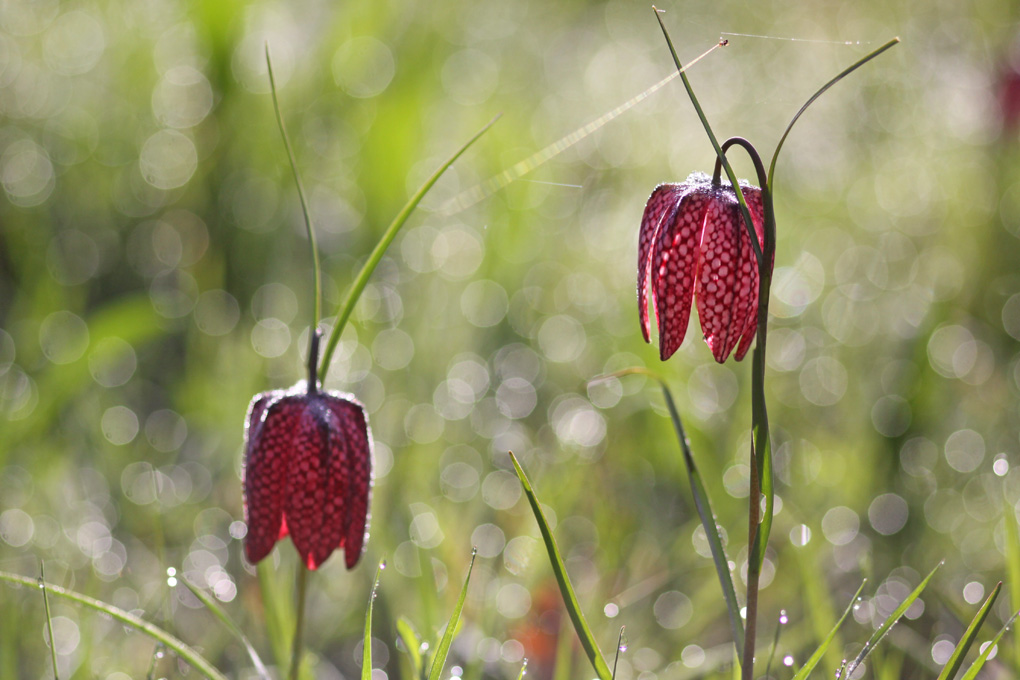 fritilaires rosee_modifié-2.jpg