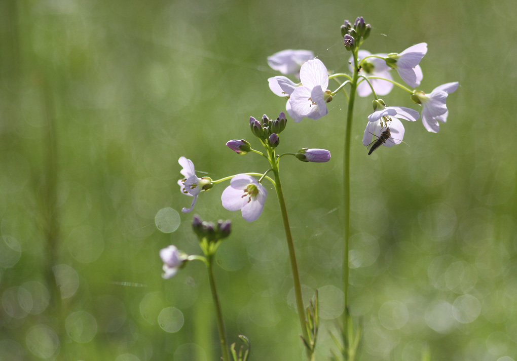 cardamine gouttes_modifié-1.jpg