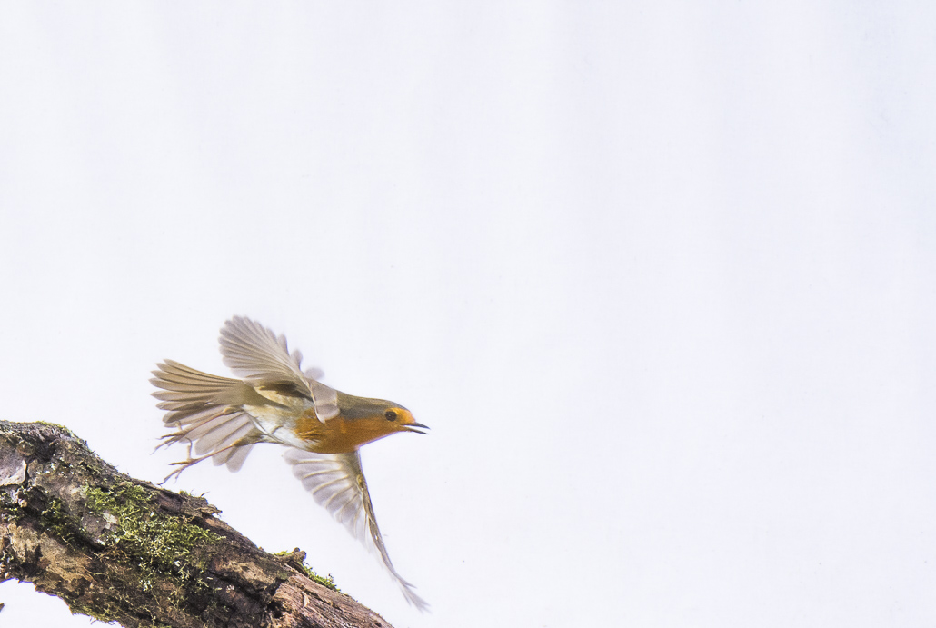 rouge gorge sur fond blanc.JPG