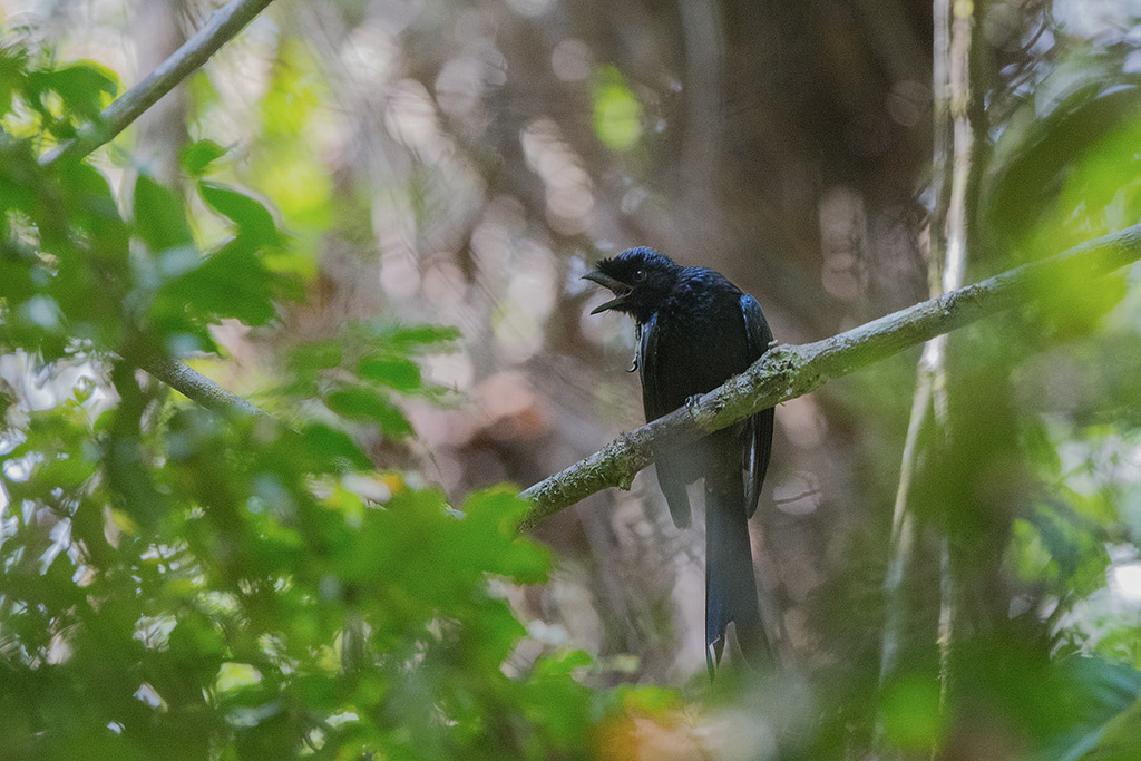 126-Drongo du Sri Lanka.jpg