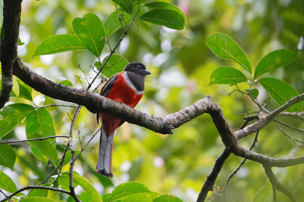 131-Trogon de Malabar.jpg