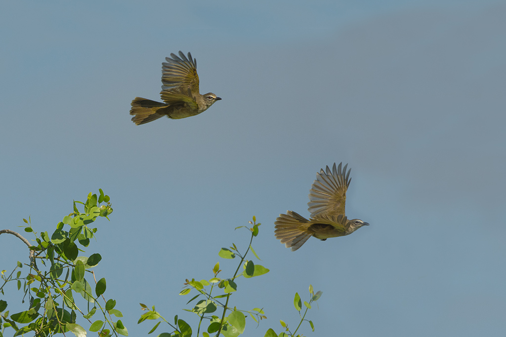 133-Bulbul à sourcils blancs.jpg