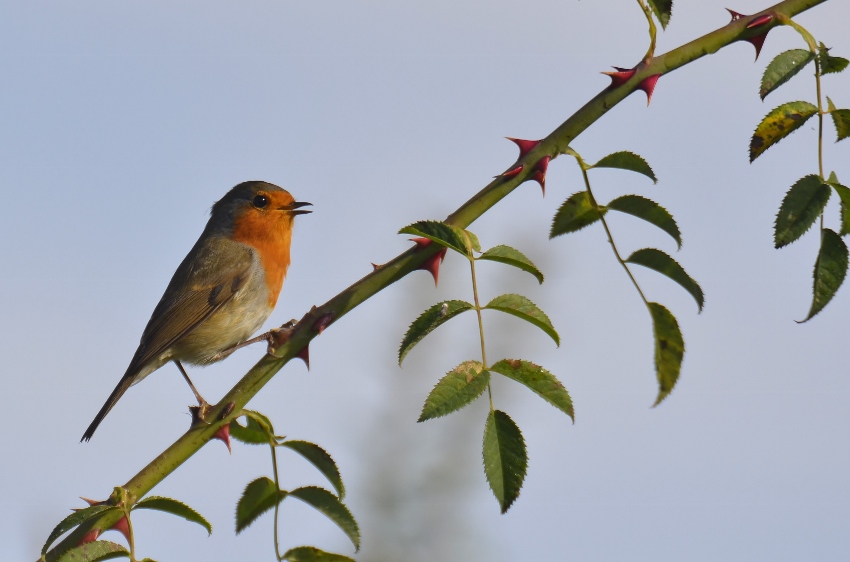 rouge gorge 1 (850x562).jpg