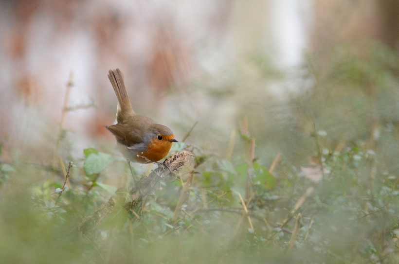 rouge gorge 2 (820x543).jpg