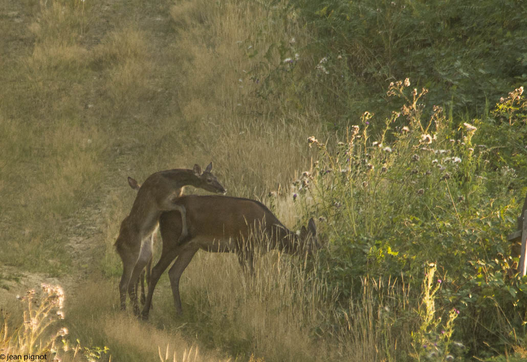 faon sur biche.JPG