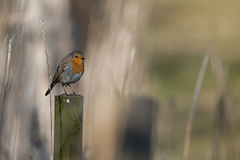 rouge gorge sur son piquet 1.jpg