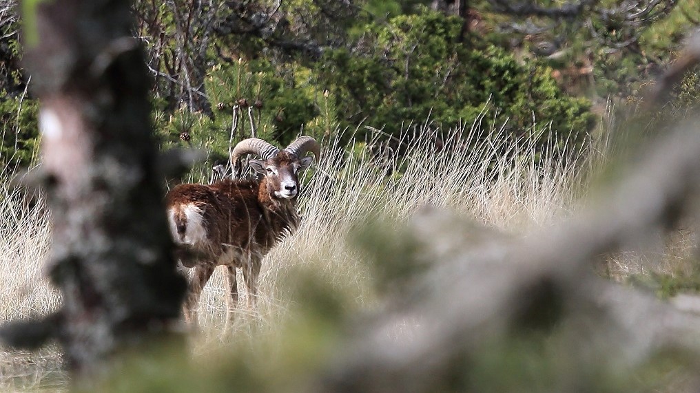 269 Mouflon.jpg