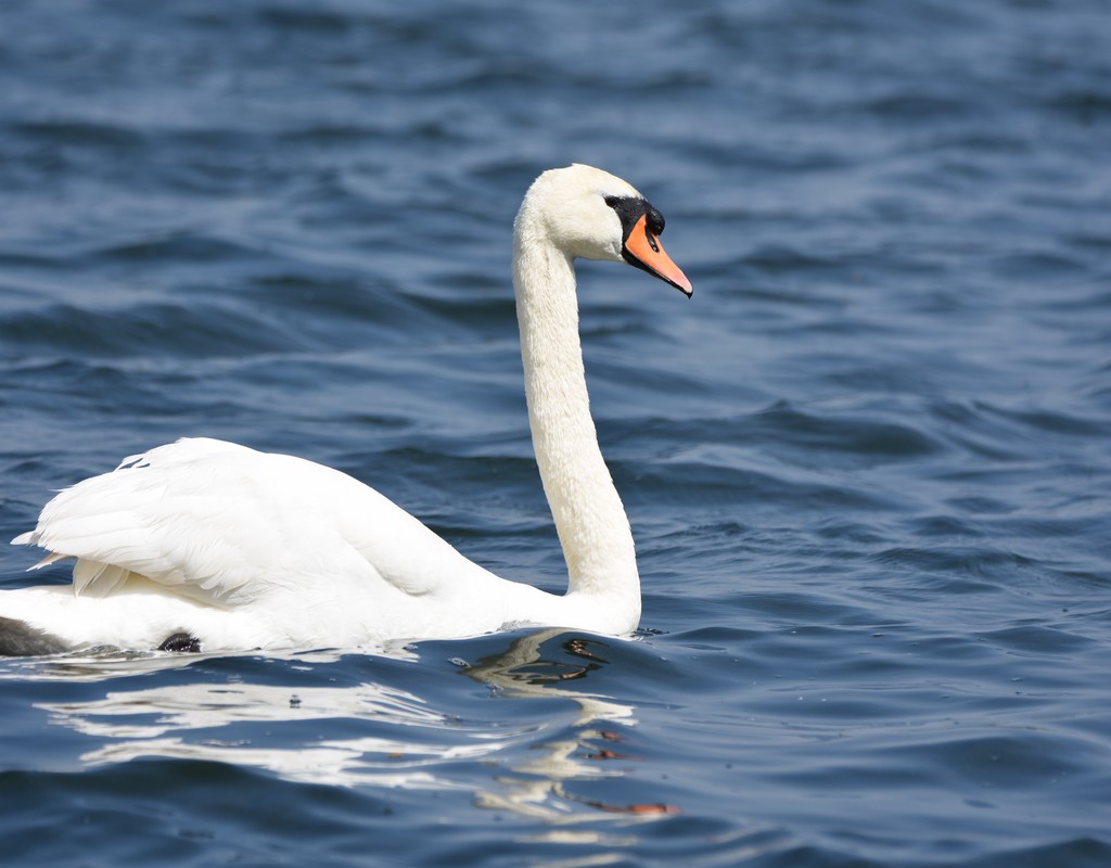 012 - Cygne tuberculé.JPG