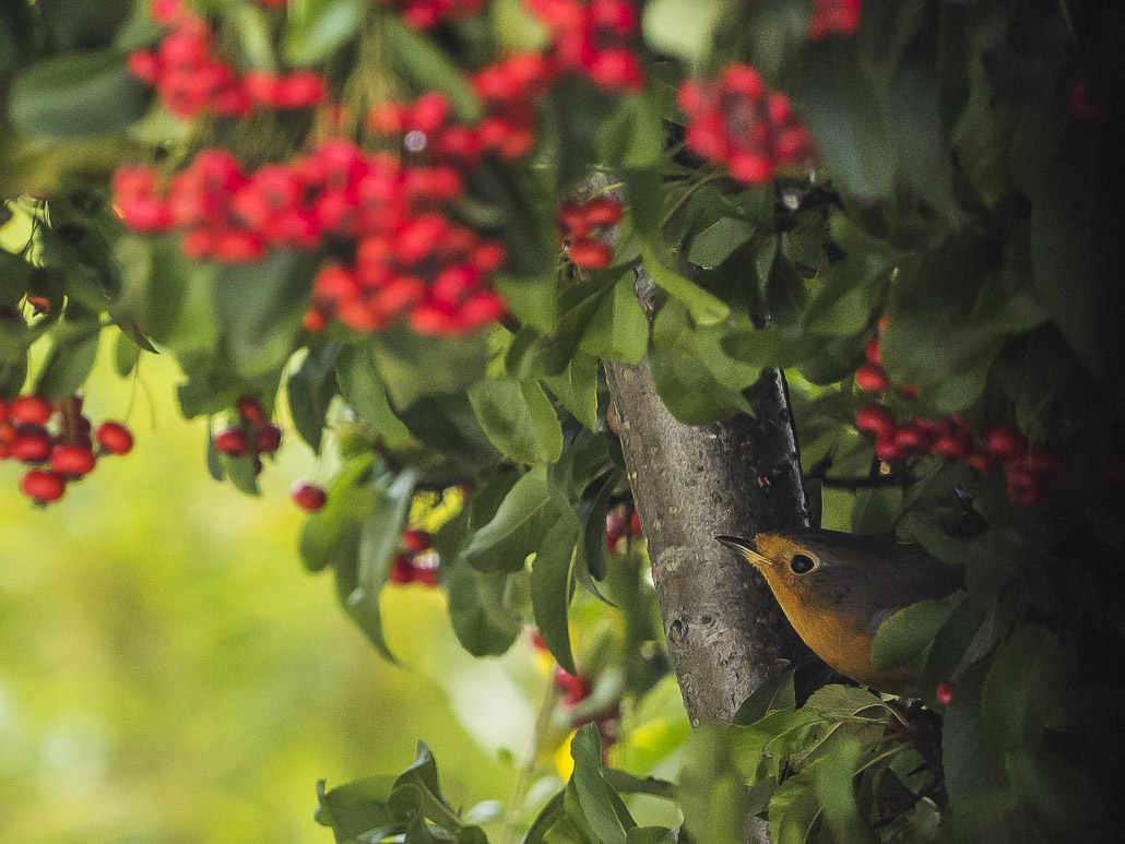 PROMESSE-DE-REPAS-pour-le-ROUGE-GORGE-64.jpg