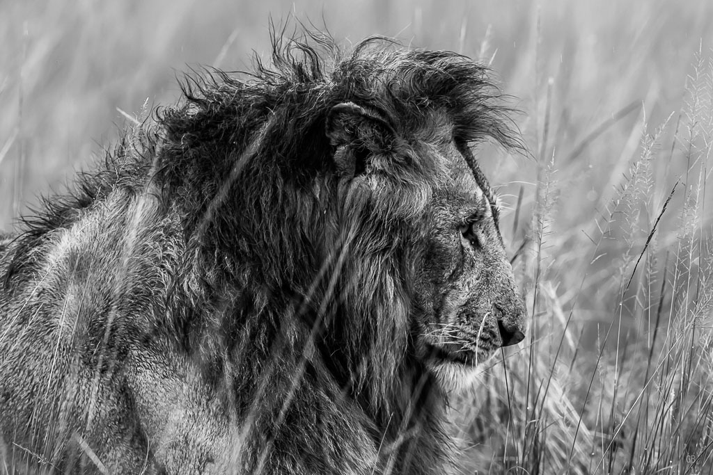 Lion portrait savane-1.jpg
