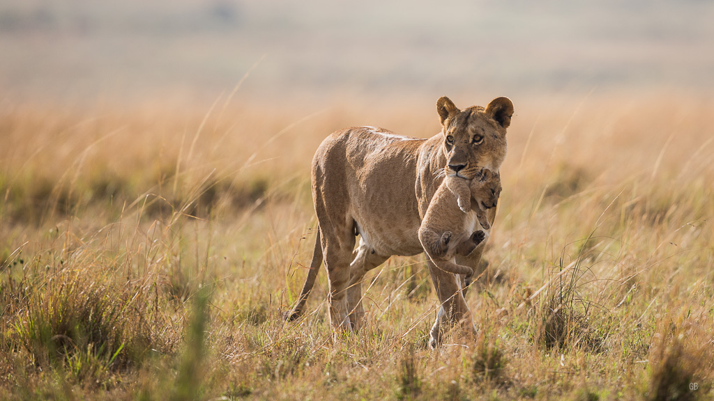 Lion  (Panthera leo)-157-2.jpg