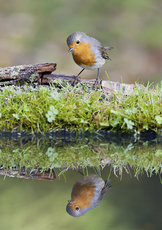 Rouge gorge Chdesc 1 légère.jpg