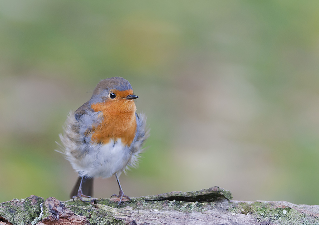 Rouge gorge Chdesc 3 légère.jpg