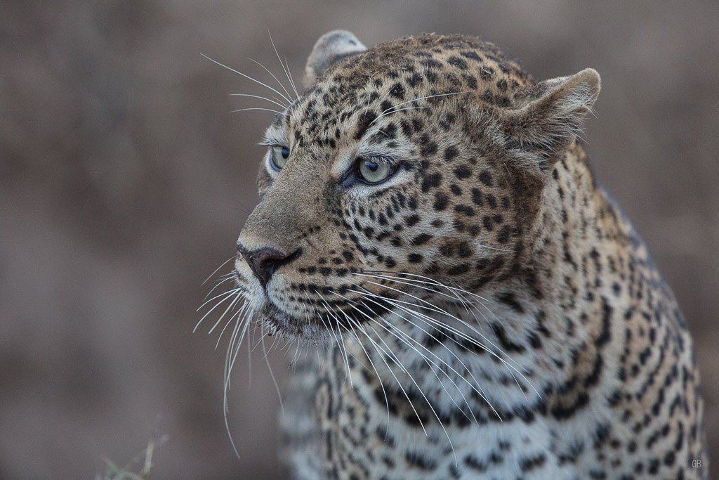 Portrait du léopard.jpg