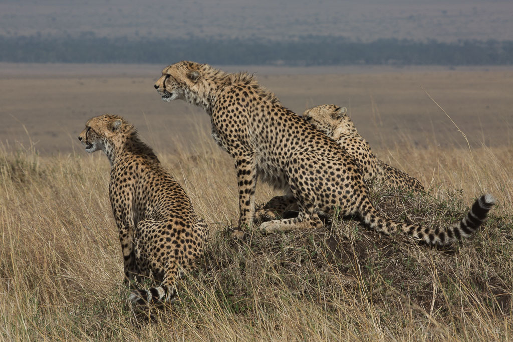 Les trois frères Guêpard.jpg