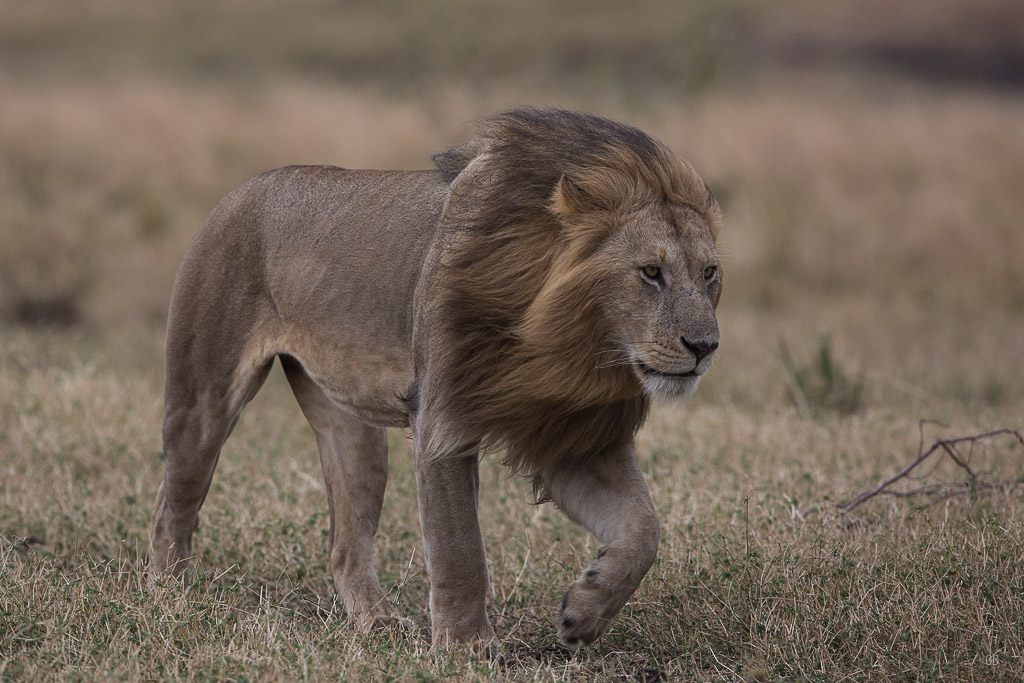 Le roi de la savane.jpg