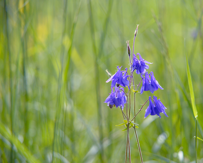 fleur-violette.jpg