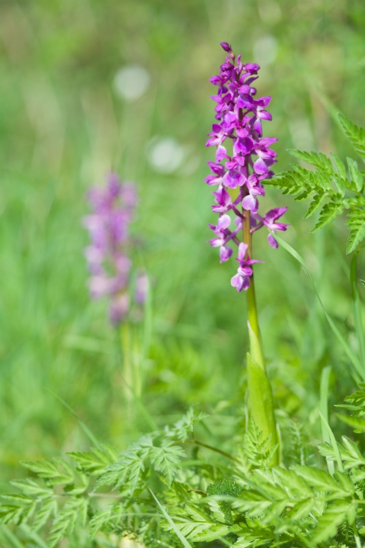 orchis 2017 800.jpg