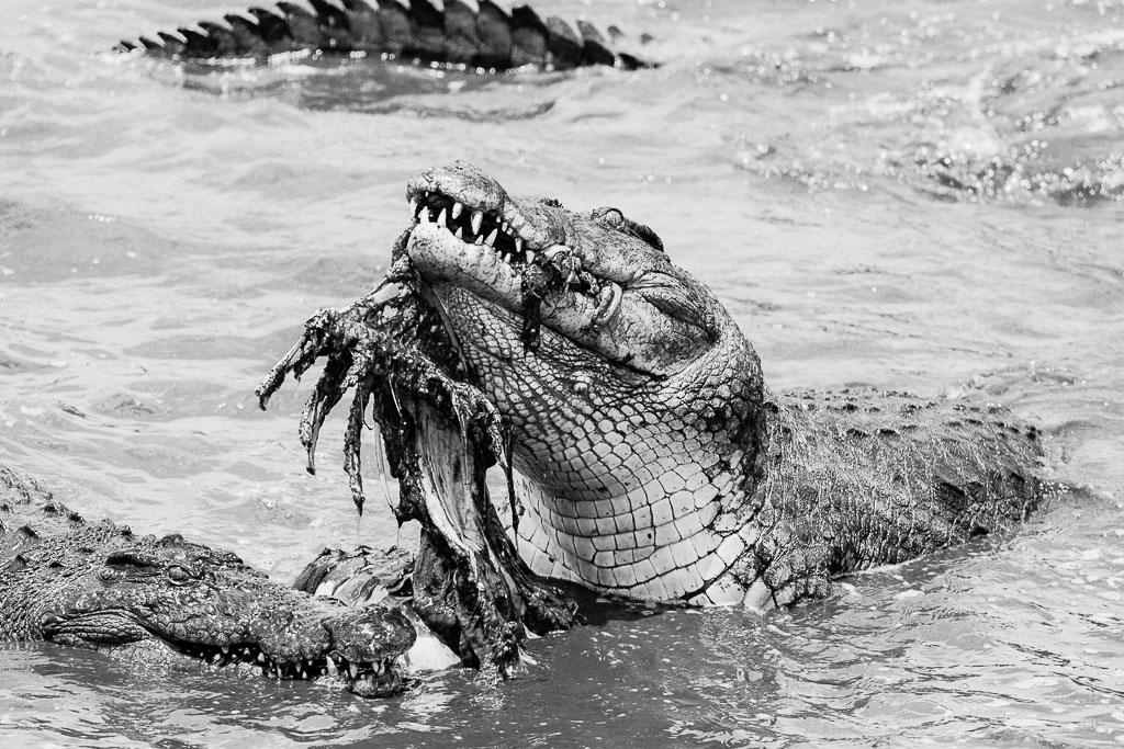 Crocodile du Nil.jpg