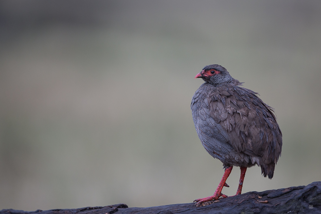 Francolin à gorge rouge.jpg