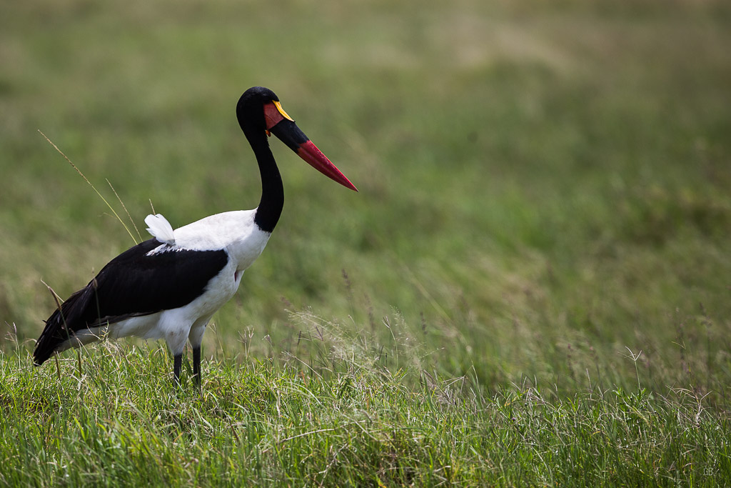 La plume du Jabiru.jpg