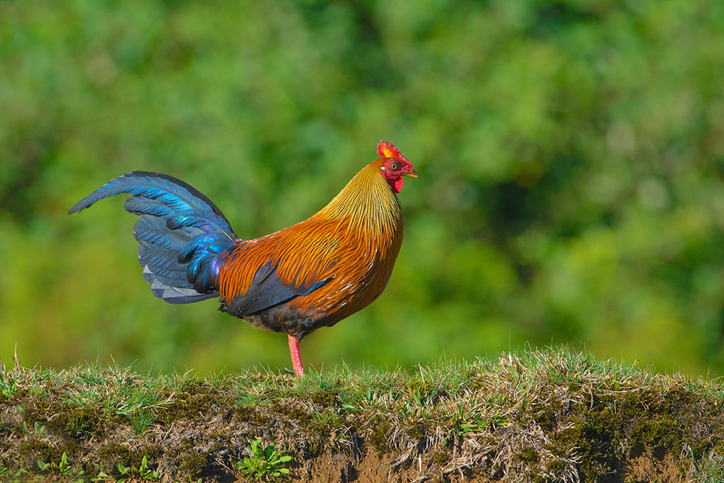 Coq de Lafayette (fin).jpg