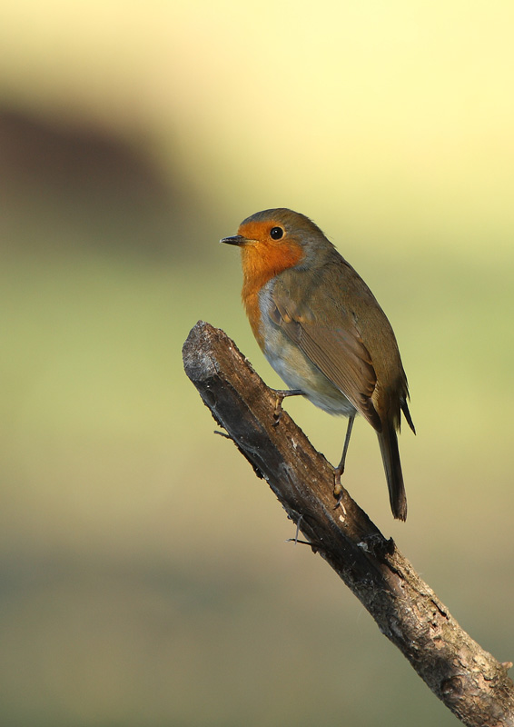 rouge gorge a l'ombre.jpg