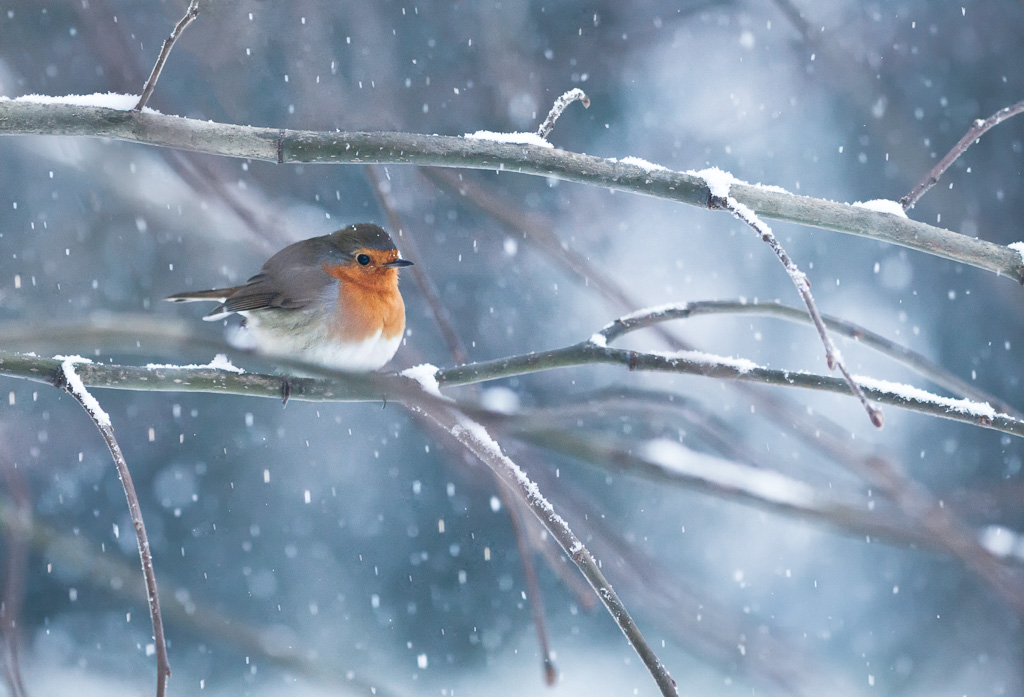 Image-Nature_Rouge Gorge 1.jpg