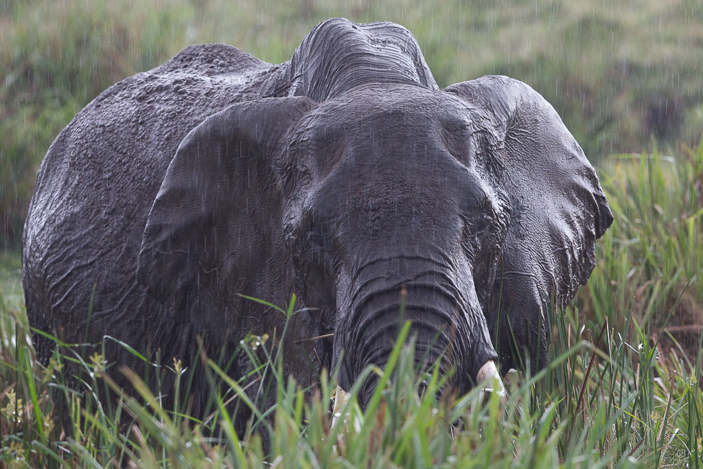 Eléphant sous l'orage.jpg