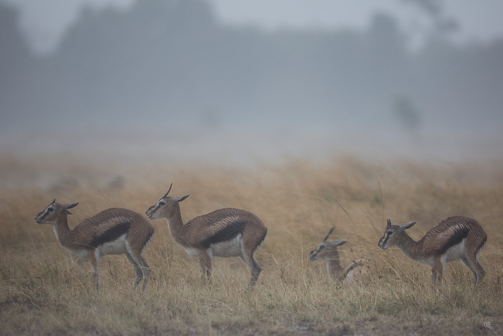 Gazelles de Thomson sous l'orage.jpg