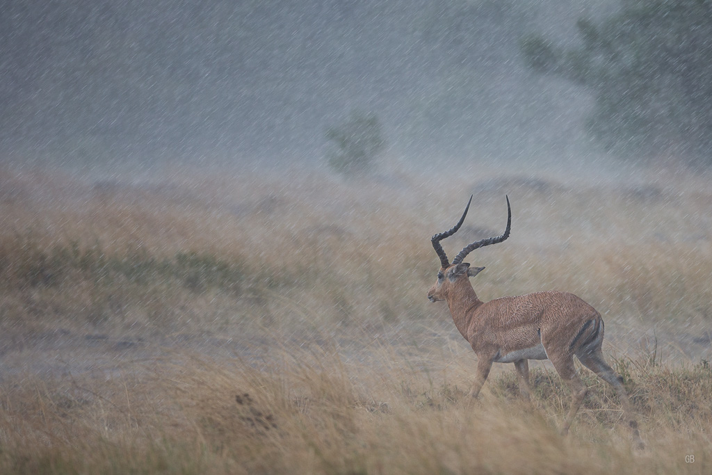 Impalas sous l'orage.jpg