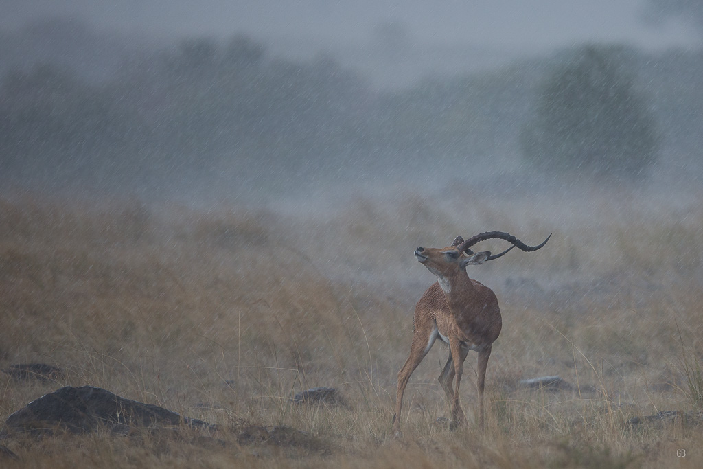 Impala sous l'orage.jpg