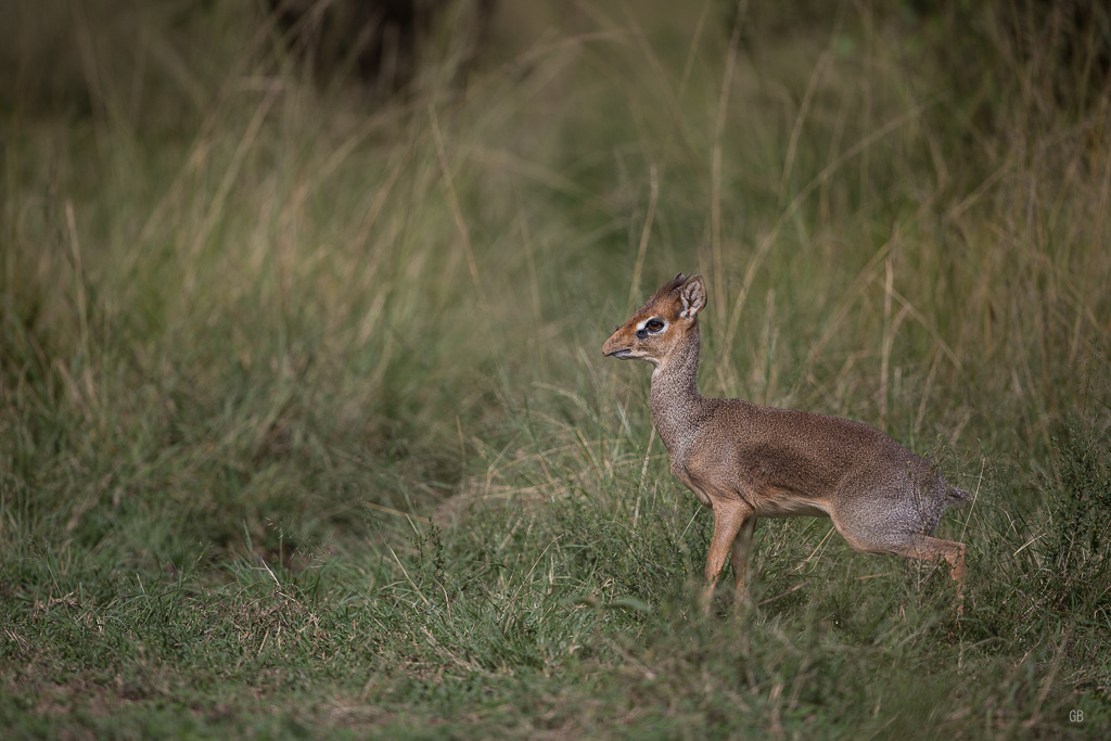 Dik dik.jpg