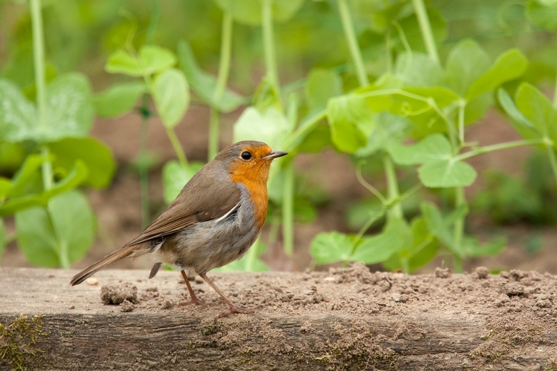 Rouge_gorge_ANoiroiseau_01.jpg